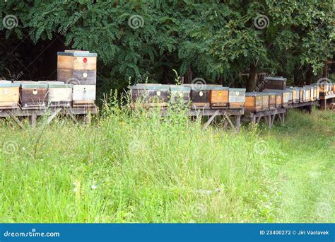 Bee farm stock photo. Image of honey, apiary, insect - 23400272