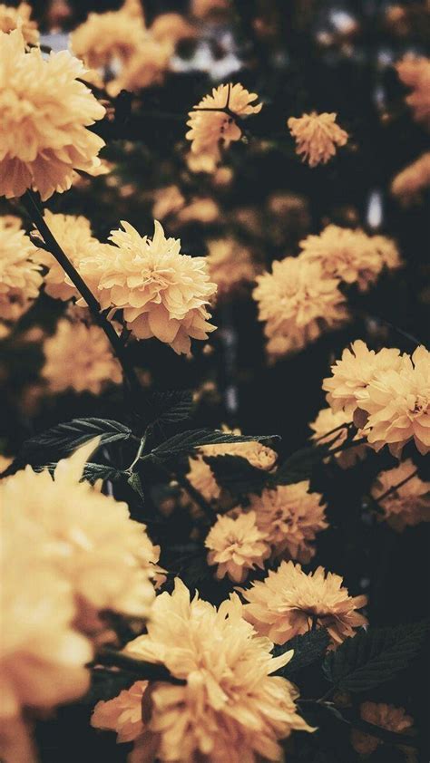 Yellow Wallpaper Aesthetic Flowers | Hatake Wallpapers