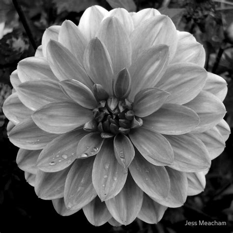 Black and White Dahlia Photography: Photographic Prints | Redbubble