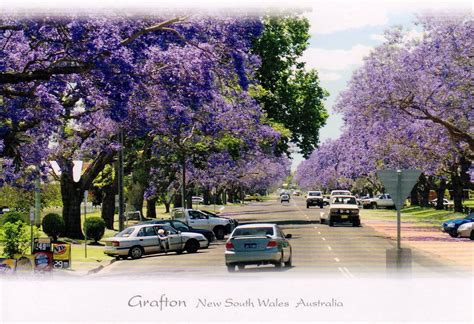 Gallivantour: Grafton NSW