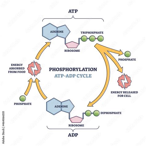 Phosphorylation ATP, ADP cycle with detailed process stages outline ...