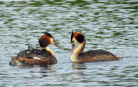 Great-Crested-Grebe-Family - Lavell's Wetland Trust