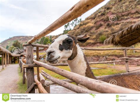 Peruvian Llama. Farm of Llama,alpaca,Vicuna in Peru,South America ...