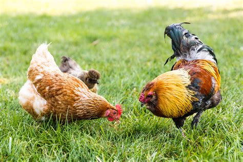 What Can Baby Chickens Eat Besides Feed : Yes, it's true, chickens are ...