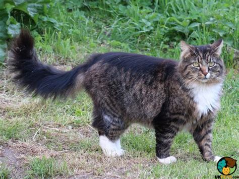 Norwegian Forest Cat Cat Breed | UKPets