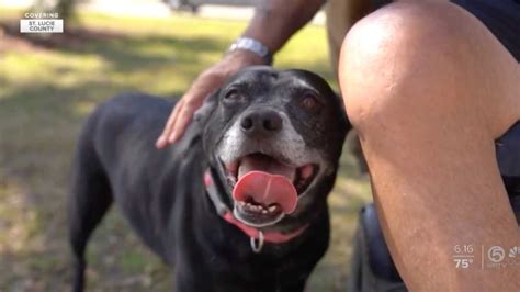 Hero dog saves elderly owner, 81, from drowning after wheelchair slips ...