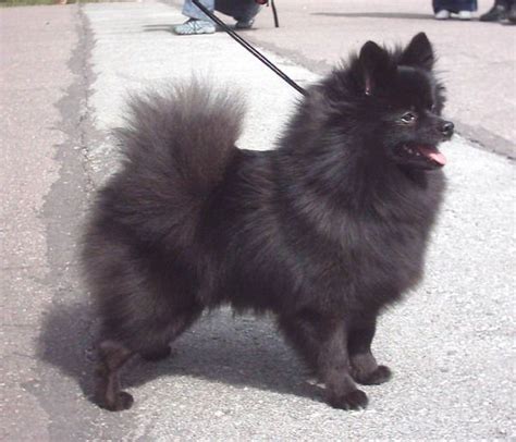 German Spitz Info, Temperament, Puppies, Life Span, Pictures