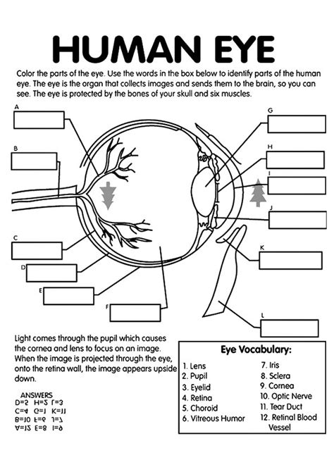 Free Human Eye Labeling Printable