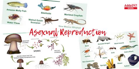 Asexual Reproduction Definition, Examples, Types, Advantages