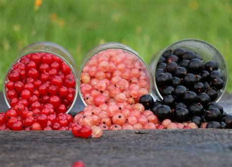 Grosellas: propiedades y usos en la cocina - Recetas de Cocina Casera