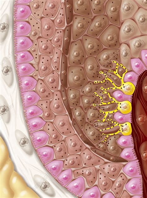 Melanocytes in the epidermis of the skin - Stock Image - C049/2210 ...