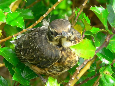 Wild Side: Fledgling season - The Martha's Vineyard Times