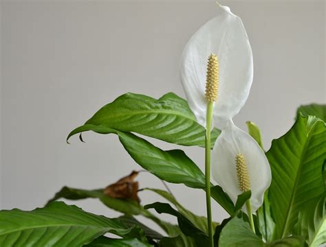 9 Peace Lily Problems and How To Fix Them - Backyard Boss