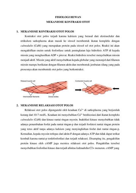 Fisiologi Hewan Mekanisme Kontraksi Otot - FISIOLOGI HEWAN MEKANISME KONTRAKSI OTOT 1. MEKANISME ...