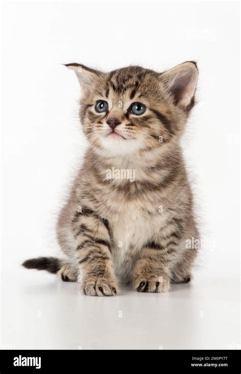 Cat Tabby kitten Stock Photo - Alamy