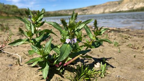 Veronica anagallis-aquatica: Systematics, Etymology, Habitat ...