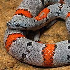 Random Snake Facts on Twitter: "Note: Most snakes in the colubrid family are non-venomous. A ...