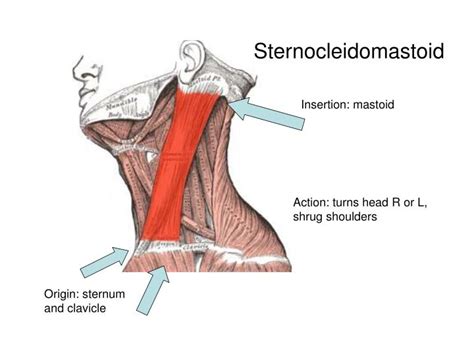 PPT - Sternocleidomastoid PowerPoint Presentation, free download - ID ...