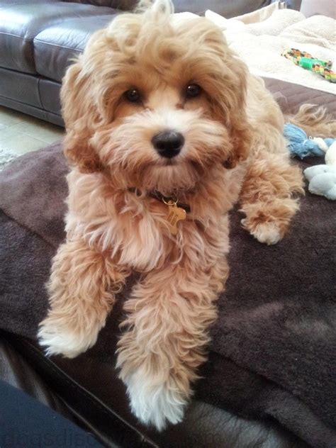 cavapoo grooming pictures | Cavapoo, Cavapoo dogs, Cavadoodle