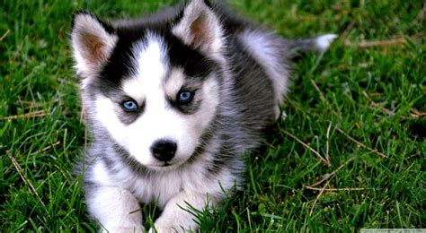 Husky Puppies Wallpapers - Top Những Hình Ảnh Đẹp