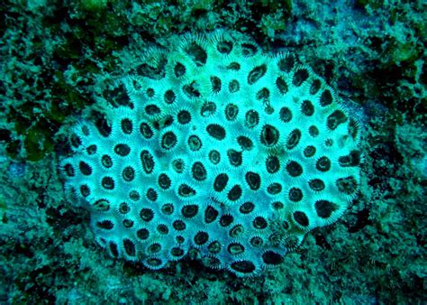 File:Black coral.jpg - Wikimedia Commons