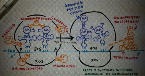 Medicowesome: Mechanism of action of antibiotics (Protein synthesis inhibitors mnemonic) - Part 2