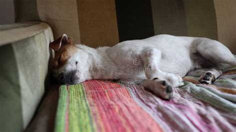 Jack Russell Terrier Lying on Bed and Sleeping Stock Footage - Video of ...