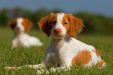 Cane Breton, origini e caratteristiche | Tutto Zampe