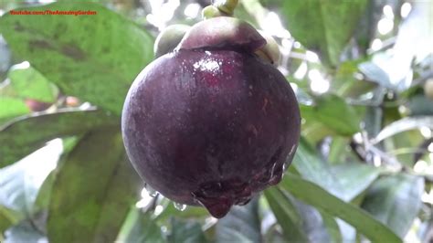 Mangosteen fruit tree - Plucking and eating! - YouTube