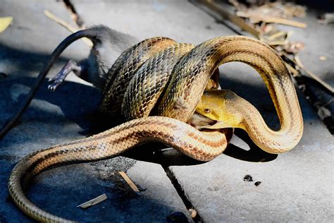 Yellow Rat Snake