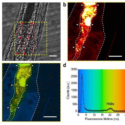 (PDF) Fluorescence lifetime imaging microscopy of nanodiamonds in vivo