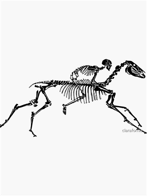 "Horse Skeleton" Sticker for Sale by clarafornia | Redbubble