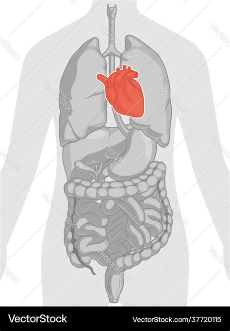 Body Organs Cardiovascular System - Infoupdate.org