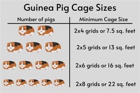 The BEST Cage for Guinea Pigs (2022 Update)