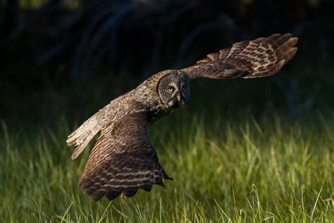 Great Gray Owl Flying