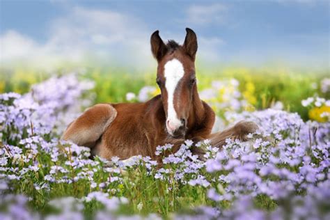 371,100+ Spring Baby Animals Stock Photos, Pictures & Royalty-Free Images - iStock