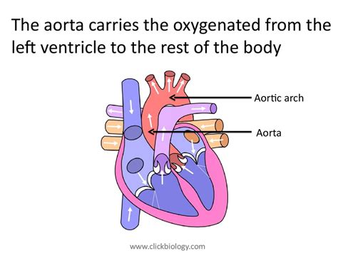 Heart structure and function - online presentation