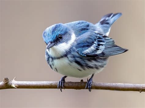 Cerulean Warbler - eBird