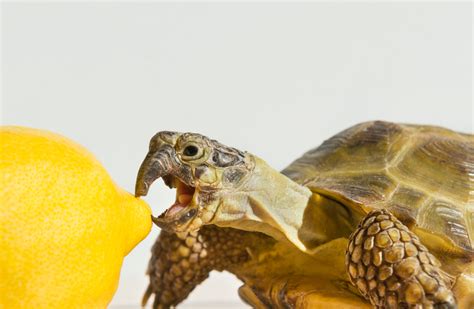 Turtle Teeth: Debunking Myths and Facts - Turtle Health Hub