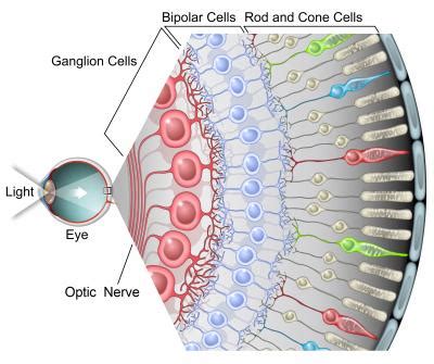 Brain Post: How Big is Your Blind Spot? - SnowBrains