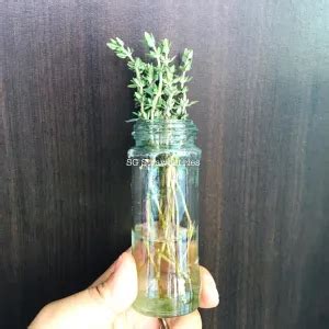 From Seed to Sprig: Mastering the Art of Growing Thyme - Plant Propagation