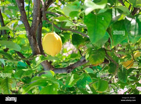 Ripe lemon on tree, lemon tree, close up, spring, Lindos, Rhodes, Greece, Europe Stock Photo - Alamy