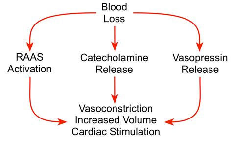 CV Physiology | Hemorrhagic Shock