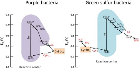 Electron transport chain diagrams for purple photosynthetic and green ...