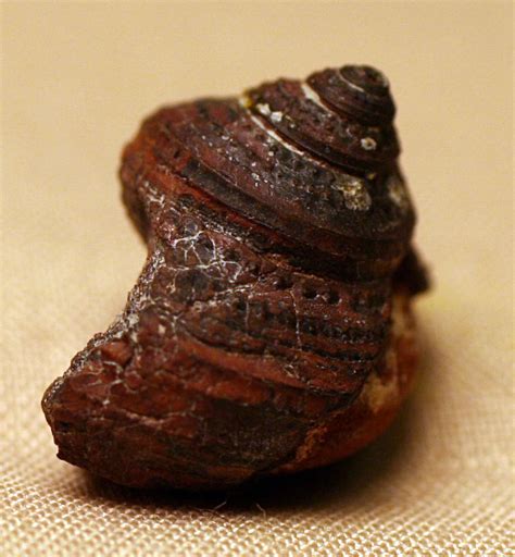 Louisville Fossils and Beyond: Mourlonia Gastropod Fossil