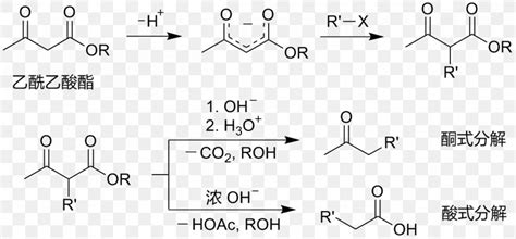 Acetoacetic Ester Synthesis Ethyl Acetoacetate Acetoacetic Acid Ethyl Acetate, PNG, 1309x610px ...