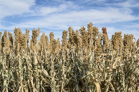 Sorghum Acres Expected To Climb In 2018 – Lakeview Grains, LLC