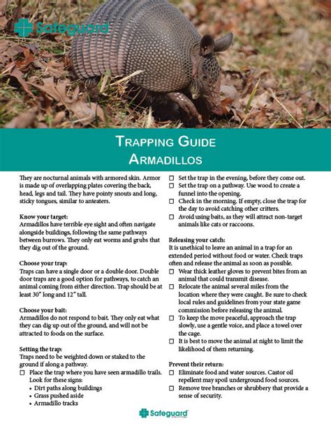 Armadillos - Safeguard Traps