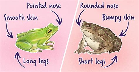 How to Distinguish a Toad From a Frog / 5-Minute Crafts