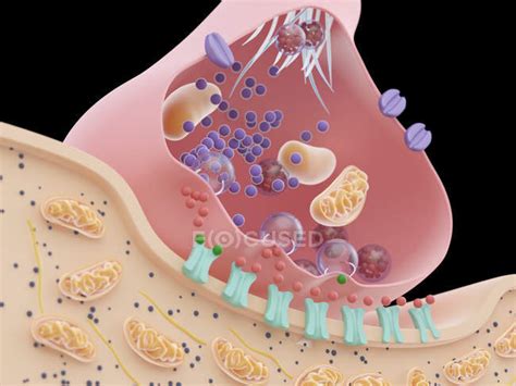 Illustration of synapse structure in cross section. — signals, memory - Stock Photo | #243606384